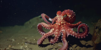 Pulpo