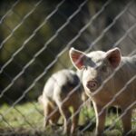 Valorización de purines de cerdo con carbonización hidrotermal