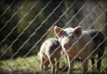 Valorización de purines de cerdo con carbonización hidrotermal