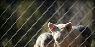 Valorización de purines de cerdo con carbonización hidrotermal