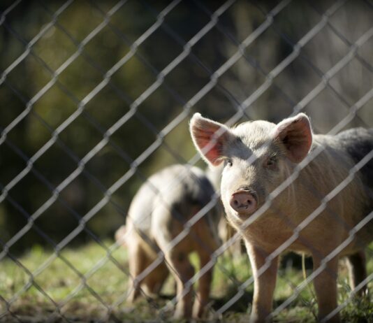 Valorización de purines de cerdo con carbonización hidrotermal