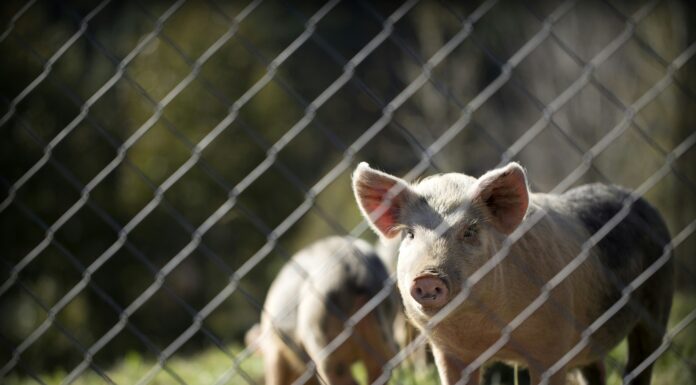 Valorización de purines de cerdo con carbonización hidrotermal