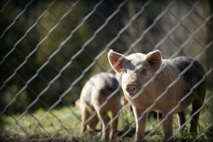 Valorización de purines de cerdo con carbonización hidrotermal