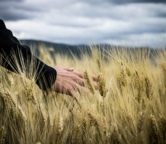 Agricultura sostenible