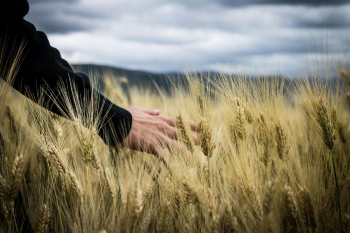 Agricultura sostenible