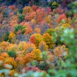 Los bosques son fundamentales en la regulación del clima