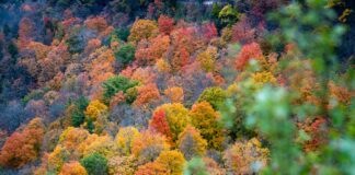 Los bosques son fundamentales en la regulación del clima