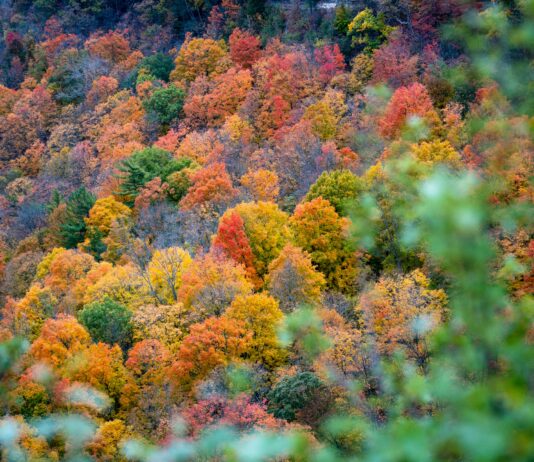 Los bosques son fundamentales en la regulación del clima