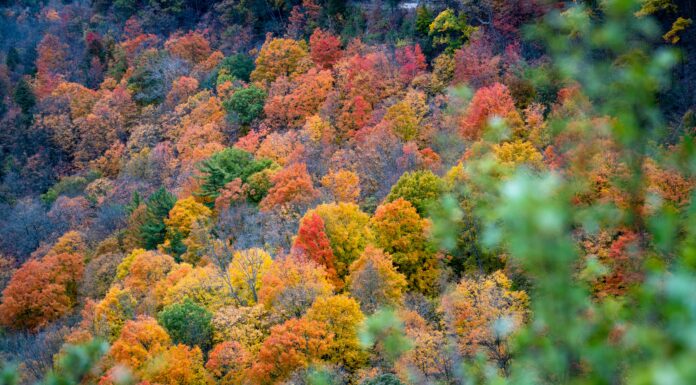 Los bosques son fundamentales en la regulación del clima