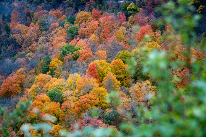 Los bosques son fundamentales en la regulación del clima