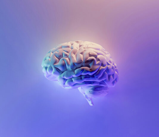 El cerebro humano