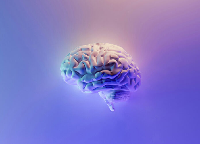 El cerebro humano