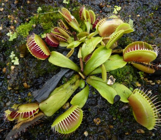 Plantas carnívoras