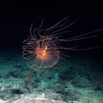 Campaña “La mayor disputa oceánica del mundo”, busca proteger los fondos marinos