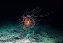 Campaña “La mayor disputa oceánica del mundo”, busca proteger los fondos marinos