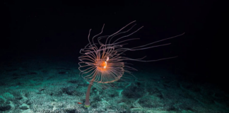 Campaña “La mayor disputa oceánica del mundo”, busca proteger los fondos marinos