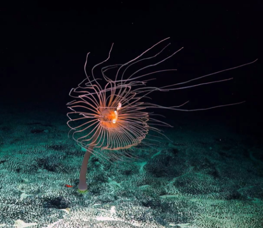 Campaña “La mayor disputa oceánica del mundo”, busca proteger los fondos marinos