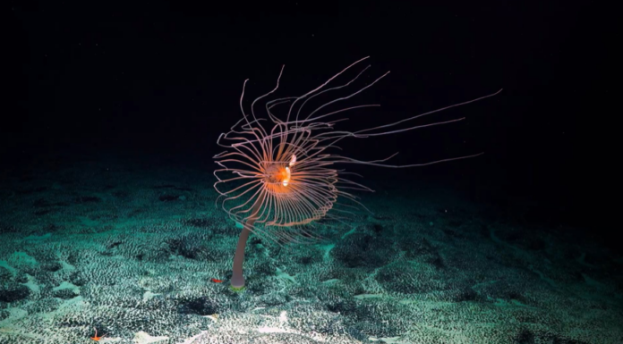 Campaña “La mayor disputa oceánica del mundo”, busca proteger los fondos marinos