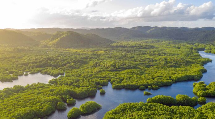 Selva Amazónica en Brasil