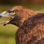 Águila imperial ibérica (Aquila Adalberti)