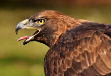 Águila imperial ibérica (Aquila Adalberti)