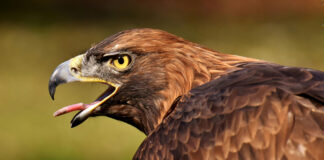 Águila imperial ibérica (Aquila Adalberti)