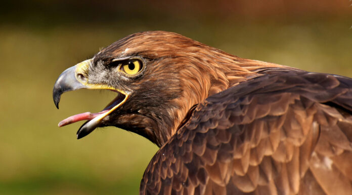 Águila imperial ibérica (Aquila Adalberti)