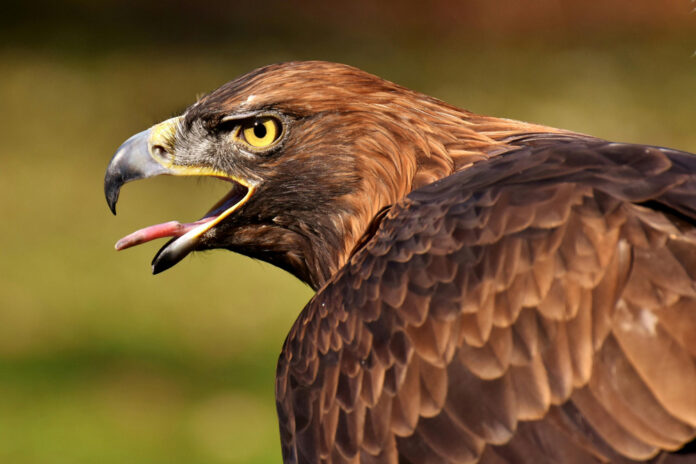 Águila imperial ibérica (Aquila Adalberti)