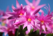 Cactus de Navidad, Schlumbergera