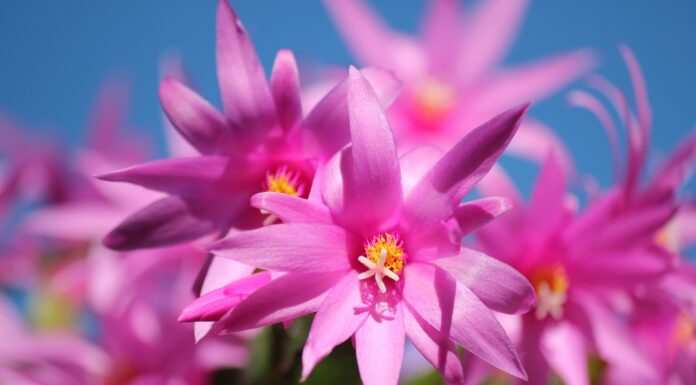 Cactus de Navidad, Schlumbergera