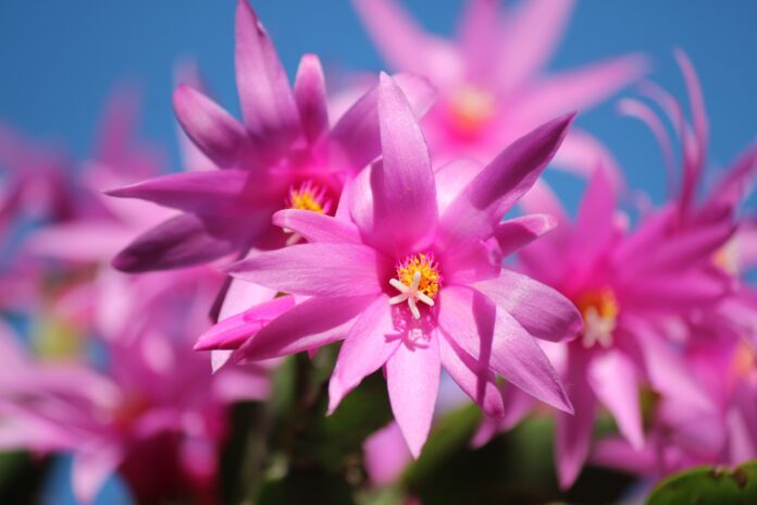 Cactus de Navidad, Schlumbergera