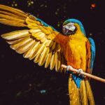 El guacamayo azul: un tesoro de las selvas tropicales