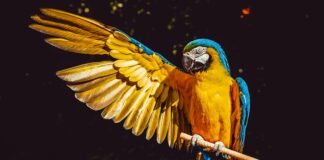 El guacamayo azul: un tesoro de las selvas tropicales