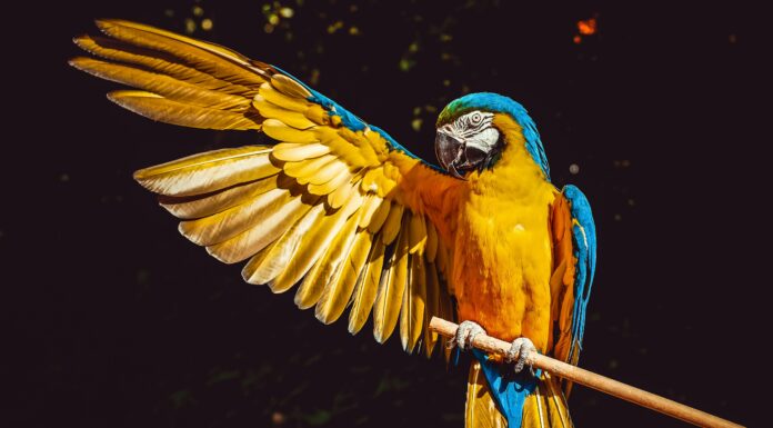 El guacamayo azul: un tesoro de las selvas tropicales