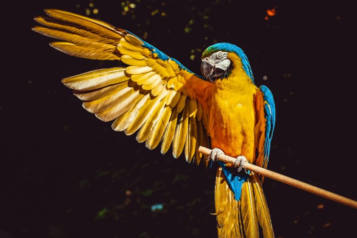 El guacamayo azul: un tesoro de las selvas tropicales