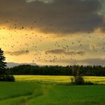 La pérdida de biodiversidad amenaza la vida en la Tierra