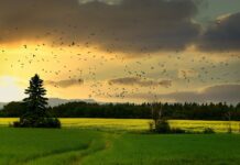 La pérdida de biodiversidad amenaza la vida en la Tierra