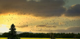 La pérdida de biodiversidad amenaza la vida en la Tierra