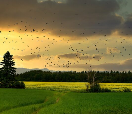 La pérdida de biodiversidad amenaza la vida en la Tierra