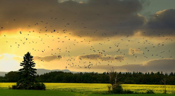 La pérdida de biodiversidad amenaza la vida en la Tierra