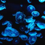 Medusas bBioluminiscentes. Fenómenos naturales