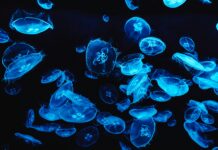 Medusas bBioluminiscentes. Fenómenos naturales