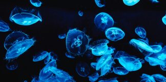 Medusas bBioluminiscentes. Fenómenos naturales