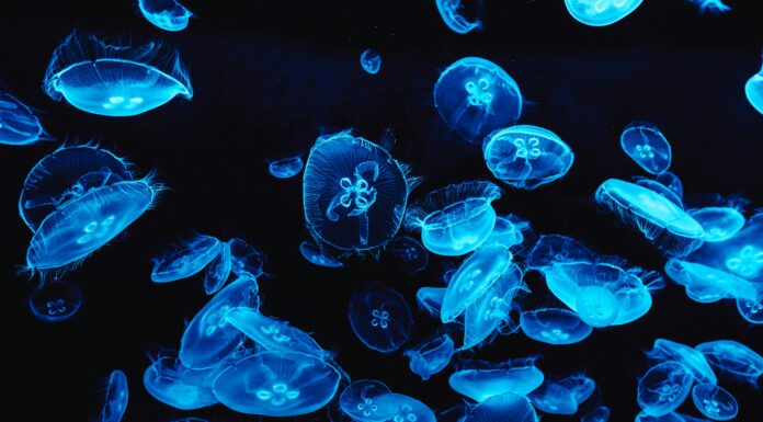 Medusas bBioluminiscentes. Fenómenos naturales