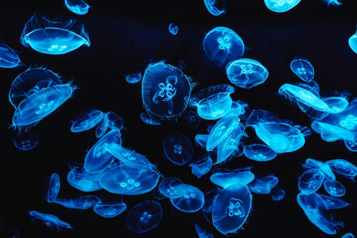 Medusas bBioluminiscentes. Fenómenos naturales