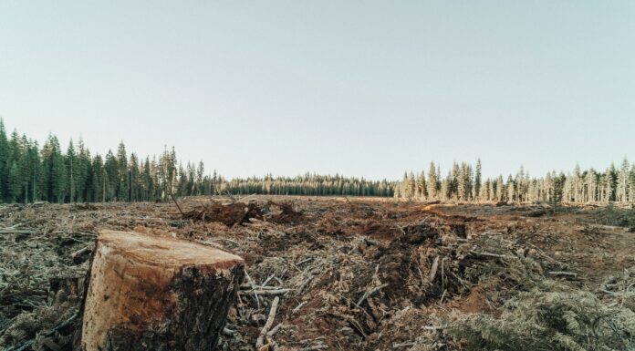 La UE aplaza la ley contra la deforestación