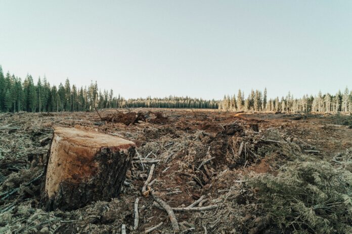 La UE aplaza la ley contra la deforestación