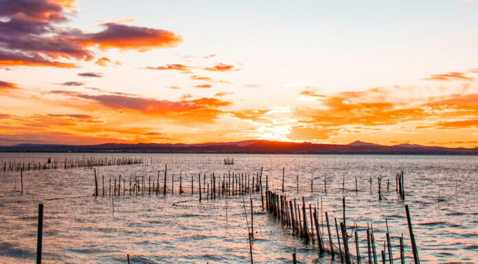 La Albufera de Valencia en peligro tras la DANA