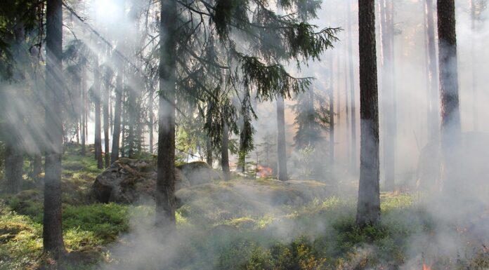 Humo de incendios forestales