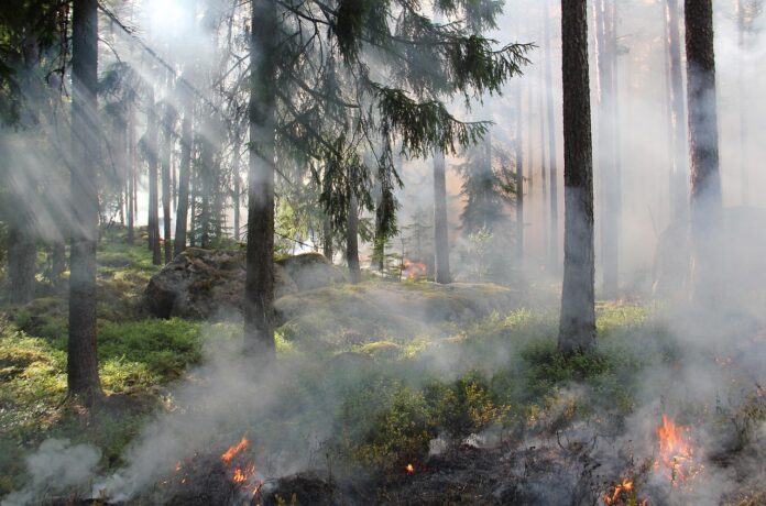 Humo de incendios forestales